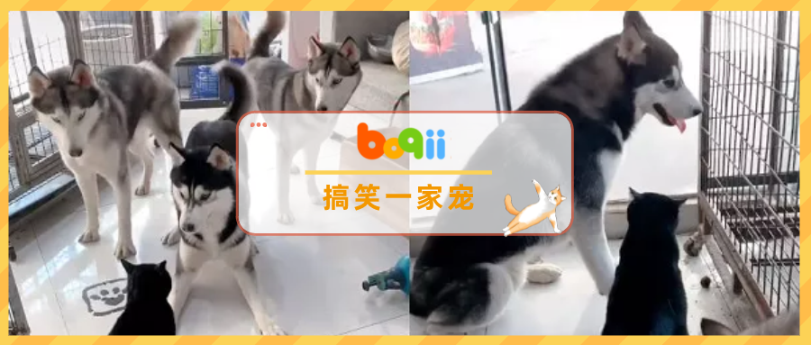 3只二哈挑衅猫咪，结果却被揍得满头包…一代拆家霸主，就这？？