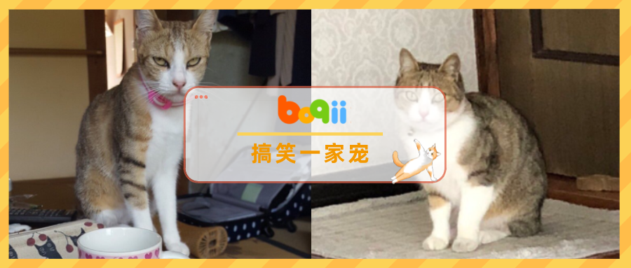 天一冷，我家猫就胖成秤砣？？人家那是穿了袄，不像咱长得都是肉...