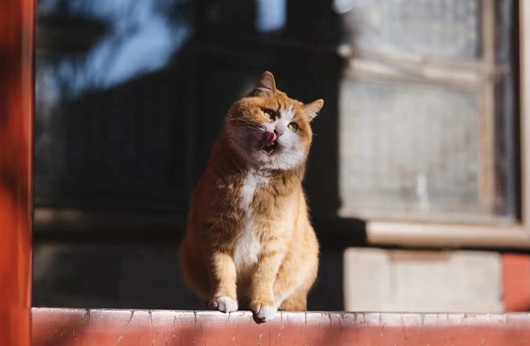 家住首都一环,拥有皇室户籍,故宫御猫天团新晋顶流「帕帕」,太萌了!