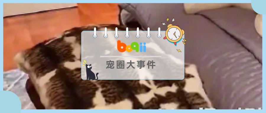 百万大V视频中出现疑似“猫皮”毯子，遭全网抵制后发声明：不是真皮！