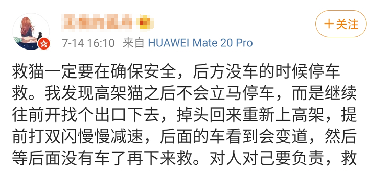 有人在高架上把小貓扔進車流，就為了拍攝殘忍視訊來賣錢！ 寵物 第27張