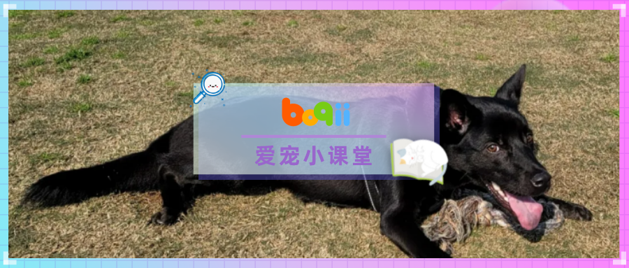 自制水煮狗饭养出一身黑亮毛发！路人阿姨嘲讽：“浪费粮食！不就野狗！”