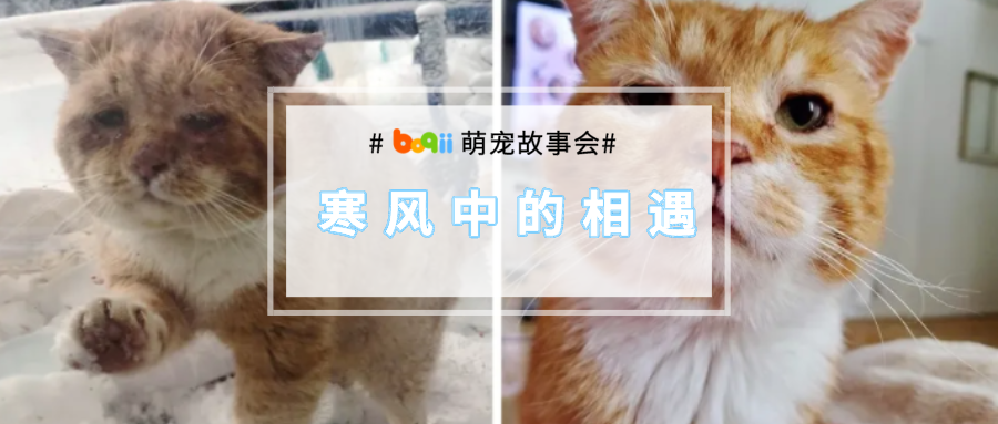 即将被冻死的流浪猫敲响了门：“求求你让我进去吧…外面太冷了…”