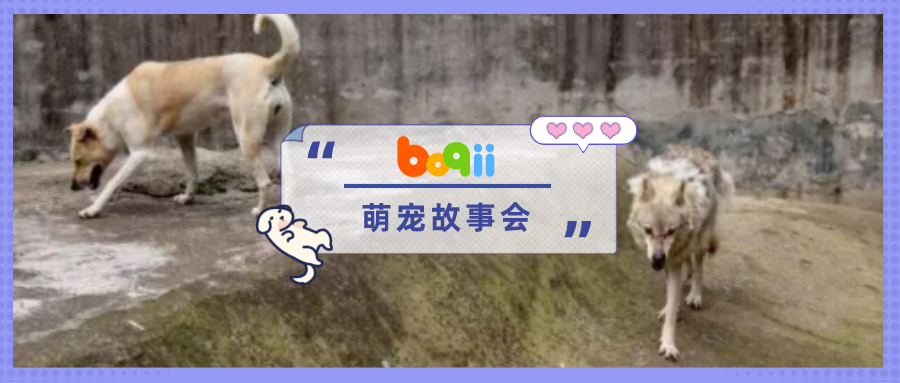 网曝武汉一动物园“狗狼同笼”！结果…日常曝光，“狗粮”吃撑了！