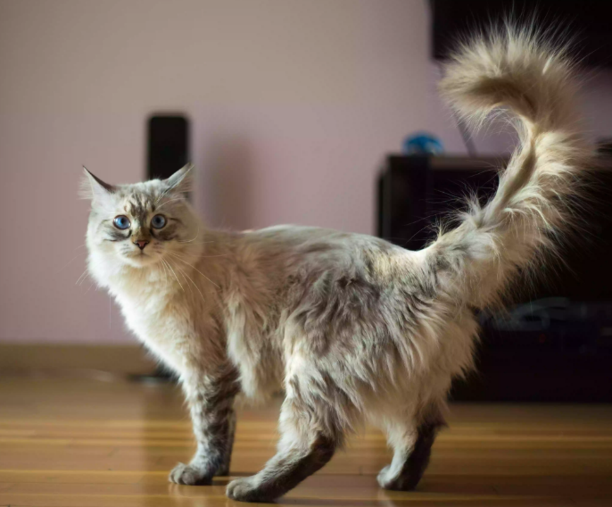 貓高冷神秘是「奸臣」？貓的這12種行為代表它愛慘了你 寵物 第25張