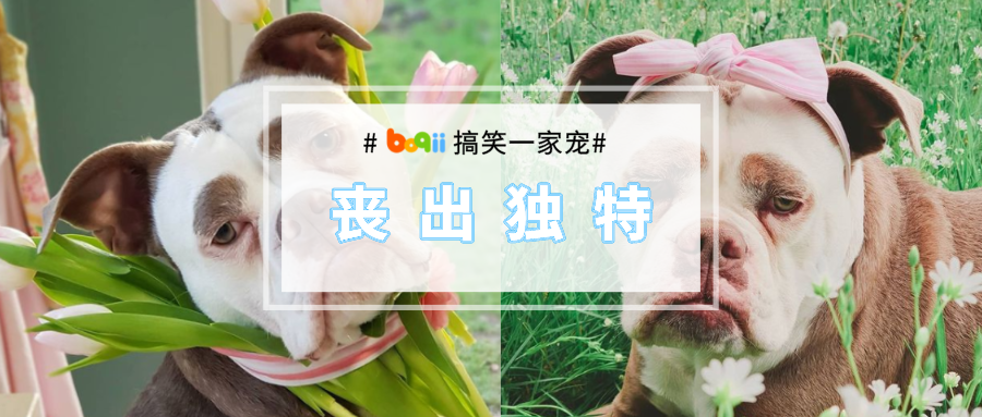 打起来了！因为争论这条“全世界最丧的狗子”到底像谁，波奇差点内讧！