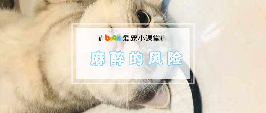 麻醉手术前，我心软给猫咪喂了点罐头，没想到却要了它的命…