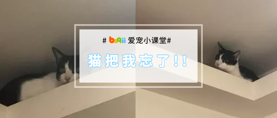 “休假5天归来，我家猫已经不认识我了，躲到天花板上一脸惊恐！”