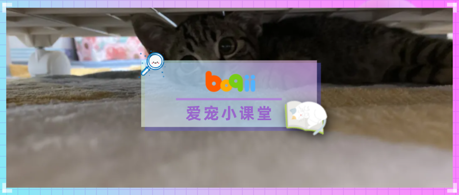 被收养的流浪猫突然“食欲大减”，铲屎官慌忙带去医院检查后，却得知…