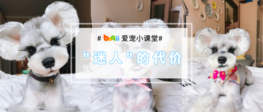 “米奇狗太可爱了，我也想要！”  “剪耳朵呗！”