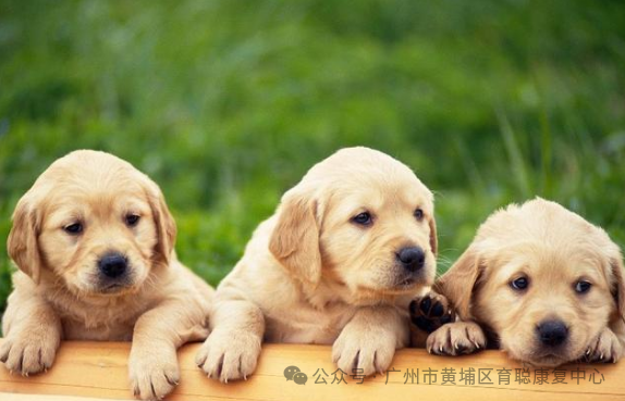 【58彩票最新app官网下载网页版】最受孩子喜爱的20款语言游戏，太实用了（上篇）