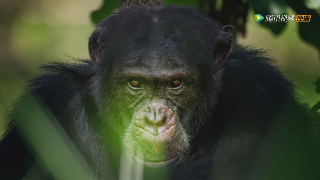 BBC9.6分纪录片出炉，让孩子从小真正懂得“竞争”