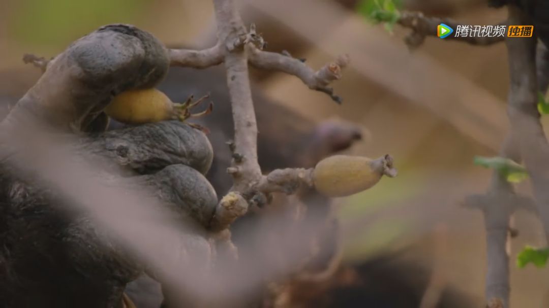 BBC9.6分纪录片出炉，让孩子从小真正懂得“竞争”