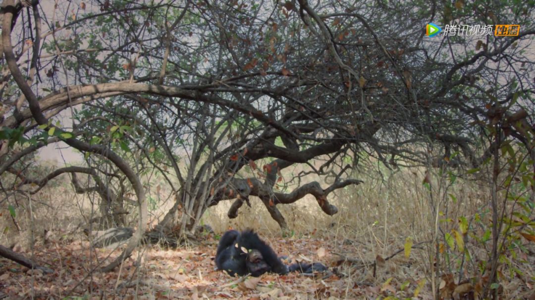 BBC9.6分纪录片出炉，让孩子从小真正懂得“竞争”