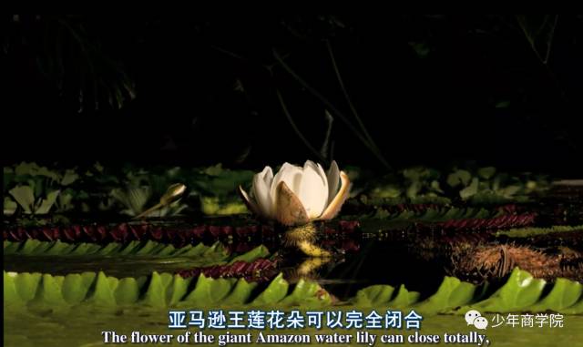 8部趣味十足的高分纪录片，全面激发孩子的理科思维