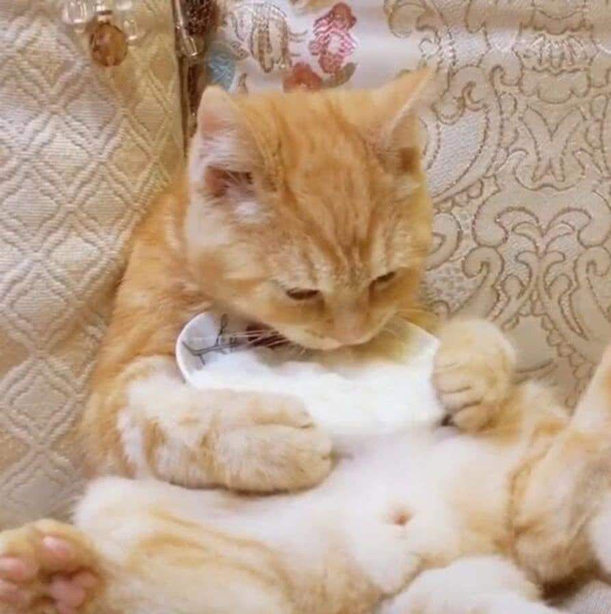 尿血 尿频 尿结石 你家猫中招了吗 上海维他宝宠物 微信公众号文章阅读 Wemp