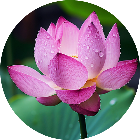 花朵消消乐解压