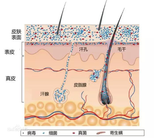 促愈凝胶怎么排出活菌递送：另辟蹊径实现创面促愈_https://www.jmylbn.com_新闻资讯_第6张