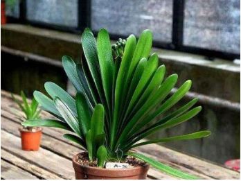 天凉后 给君子兰喝上一勺子这东西 呼呼蹿花剑 入冬开花红艳艳 全网搜