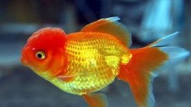 小金鱼多久喂一次_金鱼小瓜虫病怎么治疗_金鱼小馄饨的包法