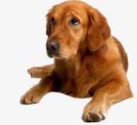 金鱼小瓜虫病怎么治疗_小金鱼多久喂一次_金鱼小馄饨的包法