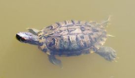 金鱼小馄饨的包法_金鱼小瓜虫病怎么治疗_小金鱼多久喂一次