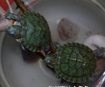 小金鱼多久喂一次_金鱼小馄饨的包法_金鱼小瓜虫病怎么治疗