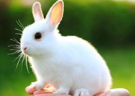 金鱼小瓜虫病怎么治疗_金鱼小馄饨的包法_小金鱼多久喂一次