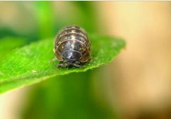 小金鱼多久喂一次_金鱼小馄饨的包法_金鱼小瓜虫病怎么治疗