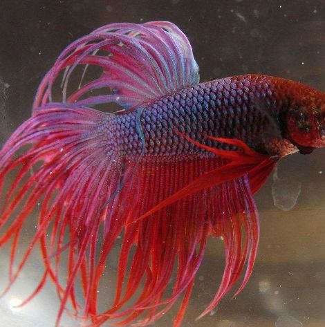 小金鱼多久喂一次_金鱼小瓜虫病怎么治疗_金鱼小馄饨的包法