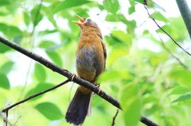 金鱼小馄饨的包法_小金鱼多久喂一次_金鱼小瓜虫病怎么治疗