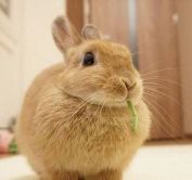 金鱼小馄饨的包法_小金鱼多久喂一次_金鱼小瓜虫病怎么治疗