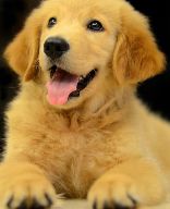 小金鱼多久喂一次_金鱼小馄饨的包法_金鱼小瓜虫病怎么治疗