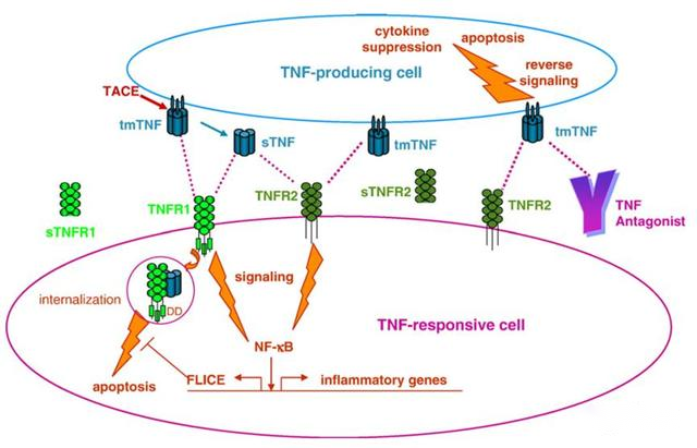 有5款:英夫利西单抗,阿达木单抗,依那西普,培塞利珠单抗和戈利木单抗