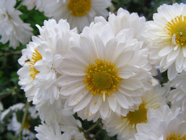 真菊延龄膏 延年益寿 明目保健 东阿千囍阿胶 微信公众号文章阅读 Wemp