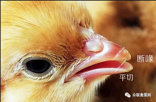 蛋雞有啄癖？了解原因好解決！泰西農(nóng)牧乳化油脂粉營養(yǎng)全面