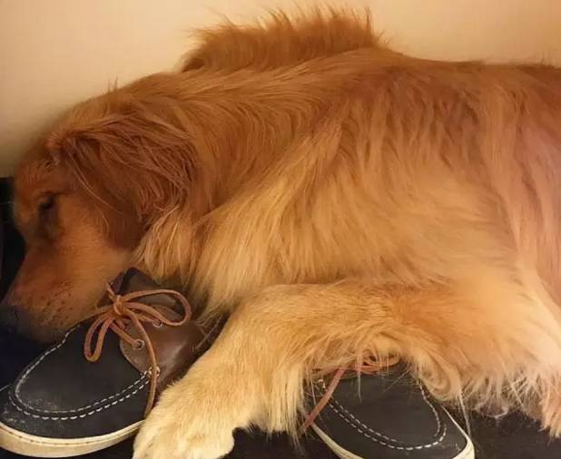 狗狗被主人拋棄了兩次，但是它的舉動打動了主人！ 寵物 第8張