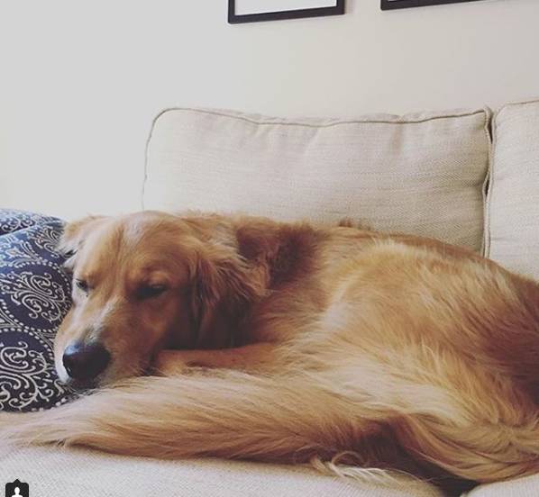 狗狗被主人拋棄了兩次，但是它的舉動打動了主人！ 寵物 第3張