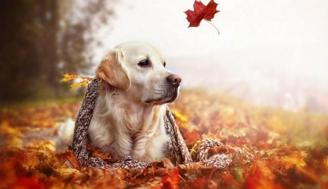 狗狗被主人拋棄了兩次，但是它的舉動打動了主人！ 寵物 第2張