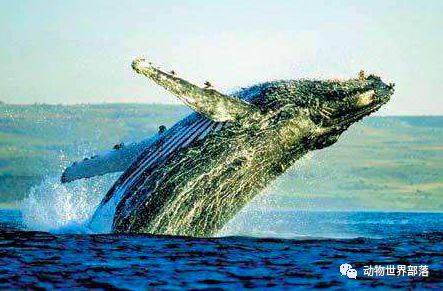 新西兰新西兰葡萄酒庄园_新西兰岩龙和澳龙区别_新西兰大鱼龙