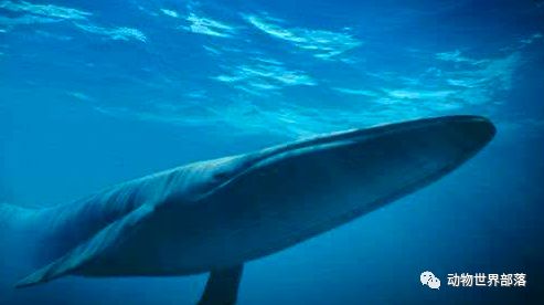 新西兰大鱼龙_新西兰岩龙和澳龙区别_新西兰新西兰葡萄酒庄园