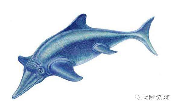 新西兰新西兰葡萄酒庄园_新西兰岩龙和澳龙区别_新西兰大鱼龙