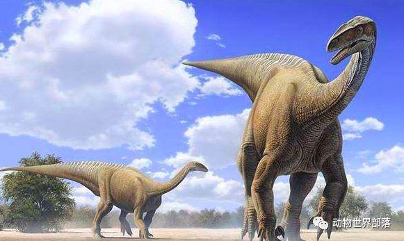 新西兰新西兰葡萄酒庄园_新西兰大鱼龙_新西兰岩龙和澳龙区别