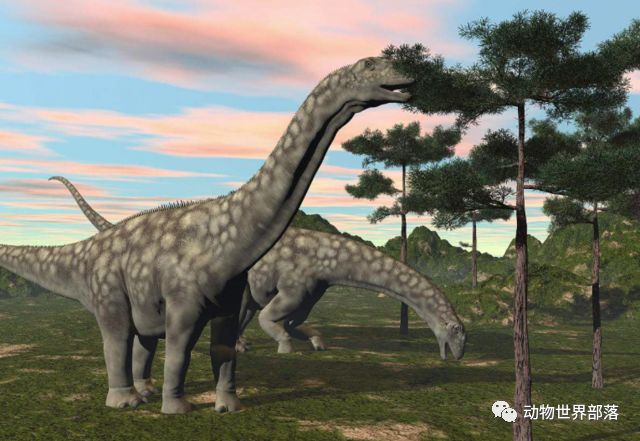 新西兰新西兰葡萄酒庄园_新西兰岩龙和澳龙区别_新西兰大鱼龙