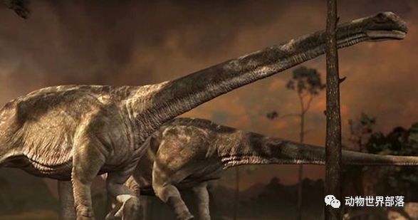 新西兰大鱼龙_新西兰新西兰葡萄酒庄园_新西兰岩龙和澳龙区别