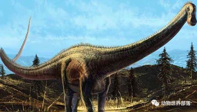 新西兰大鱼龙_新西兰新西兰葡萄酒庄园_新西兰岩龙和澳龙区别