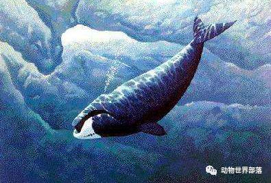 新西兰新西兰葡萄酒庄园_新西兰大鱼龙_新西兰岩龙和澳龙区别