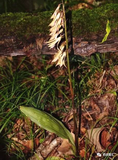 山慈菇来源本品为兰科植物杜鹃兰,独蒜兰或云南独蒜兰的干燥假鳞茎.