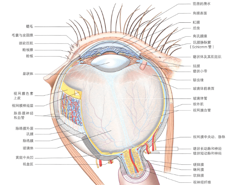 如何正确使用眼底镜？