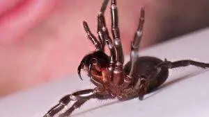 注意！澳剧毒蜘蛛繁殖高峰来了！叮一下就触发神经病！澳男孩家中被蜘蛛袭击，浑身肿胀癫痫发作！ - 26